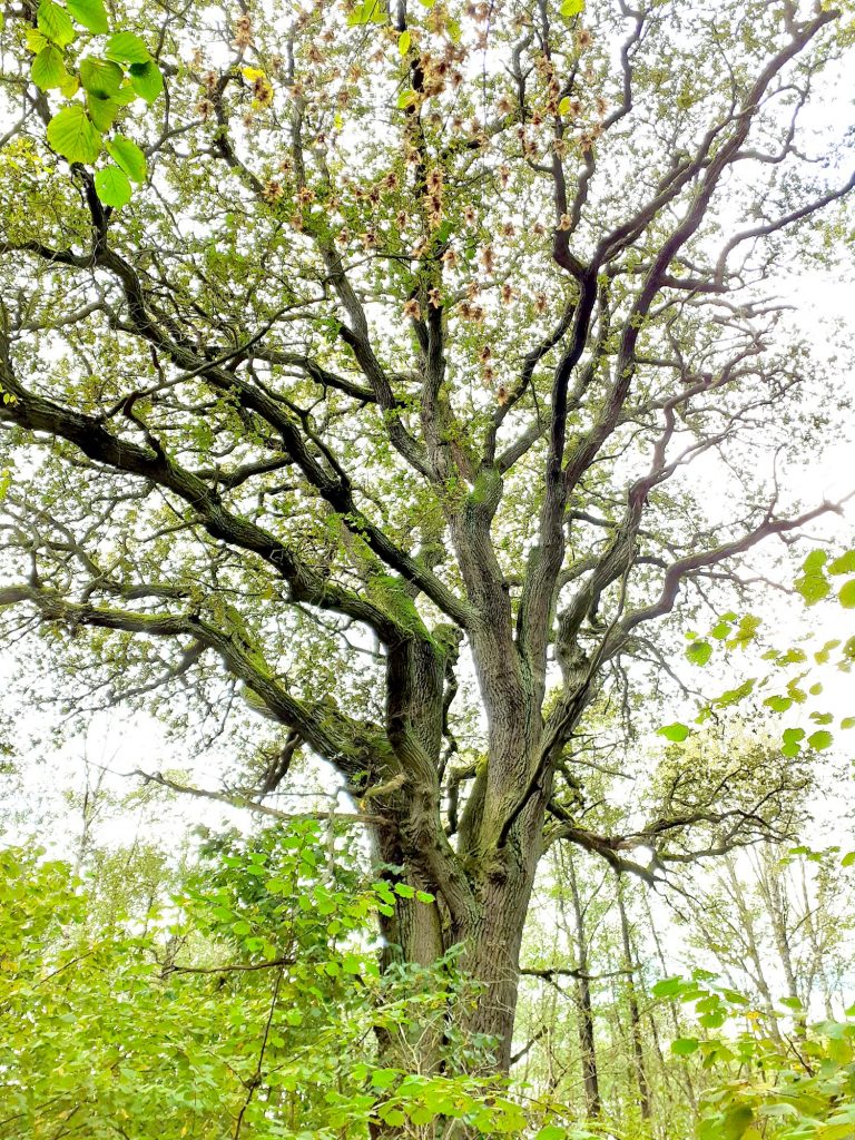 Drzewo Grab pospolity Antoni z zielonymi liśćmi stoi w lesie. 