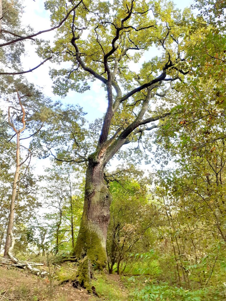 Dąb szypułkowy, duże drzewo z liśćmi stoi w lesie. 