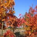 jesien w gminie skoki (1)