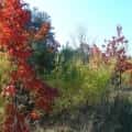 jesien w gminie skoki (2)