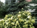 061-Lechlin III (1)