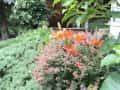 1 ogrody (103)