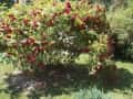 1 ogrody (53)