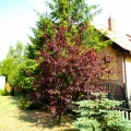 Rościńska