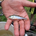 Piknik wędkarski w Skokach (77)