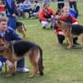 wystawa owczarkow niemieckich (24)