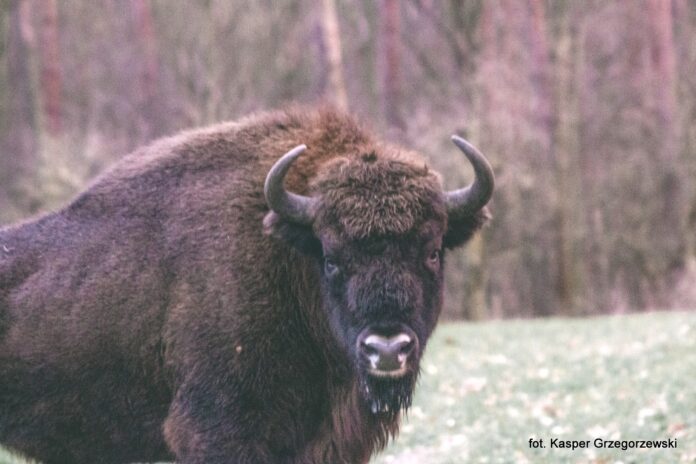 3,5-letni samiec żubra o imieniu Kopytko w Skokach