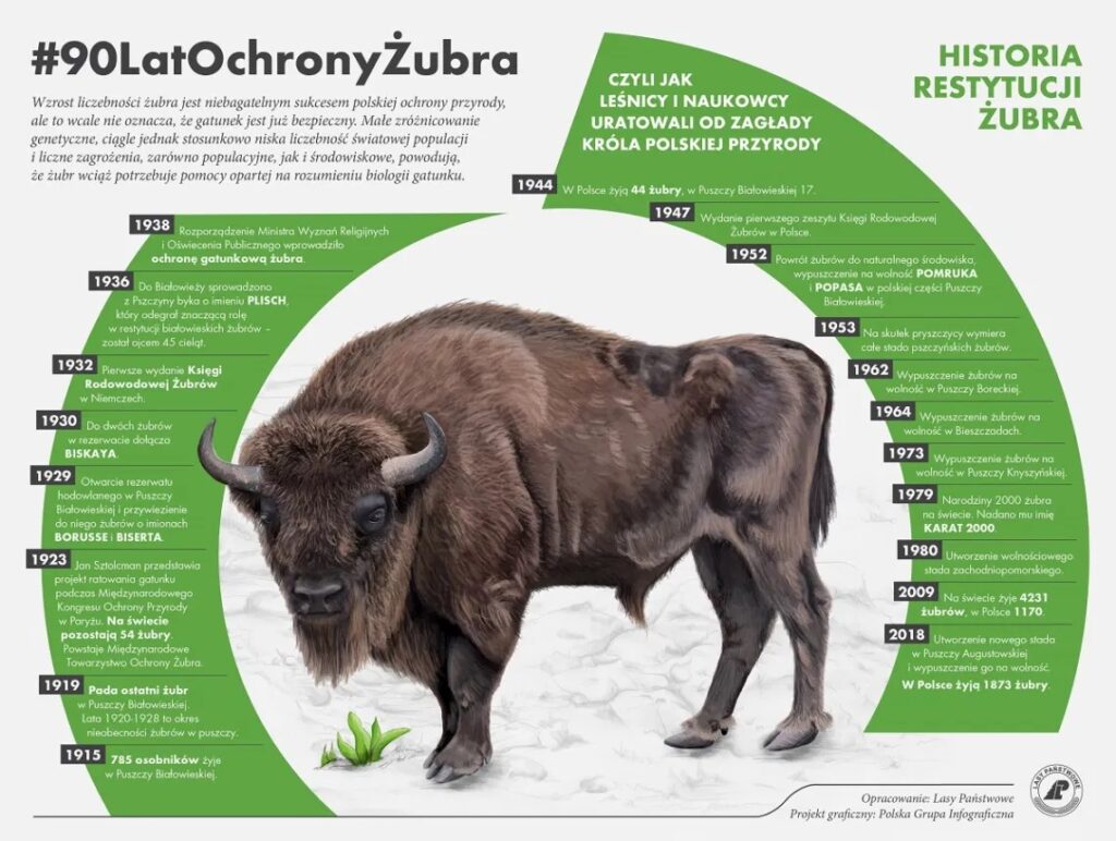 Infografika przedstawiająca 90 lat historii introdukcji Żubra w Polsce 