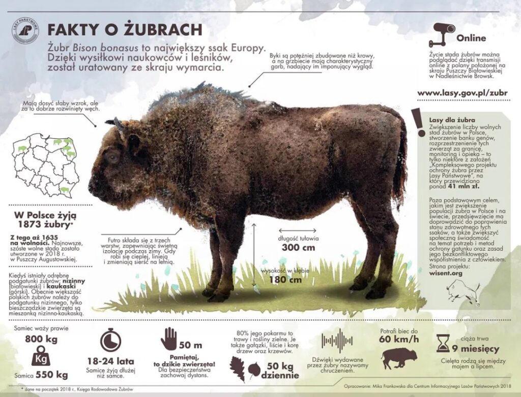 Infogragika przedstawiająca fakty o żubrach