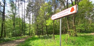 drogowskaz turystyczny - Grusza Pospolita