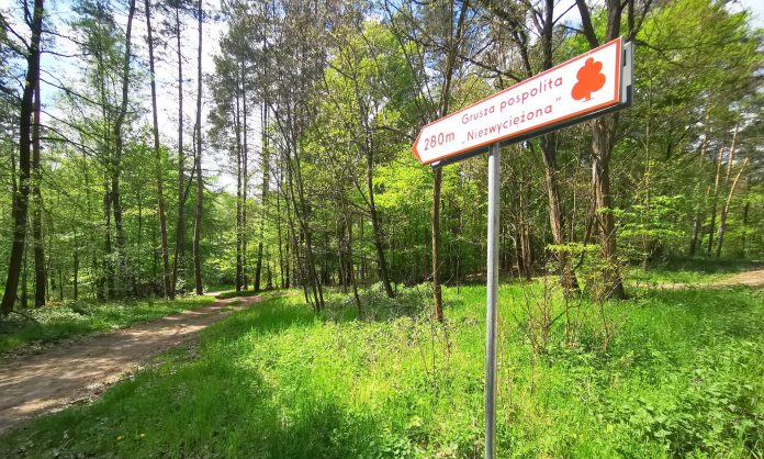 drogowskaz turystyczny - Grusza Pospolita