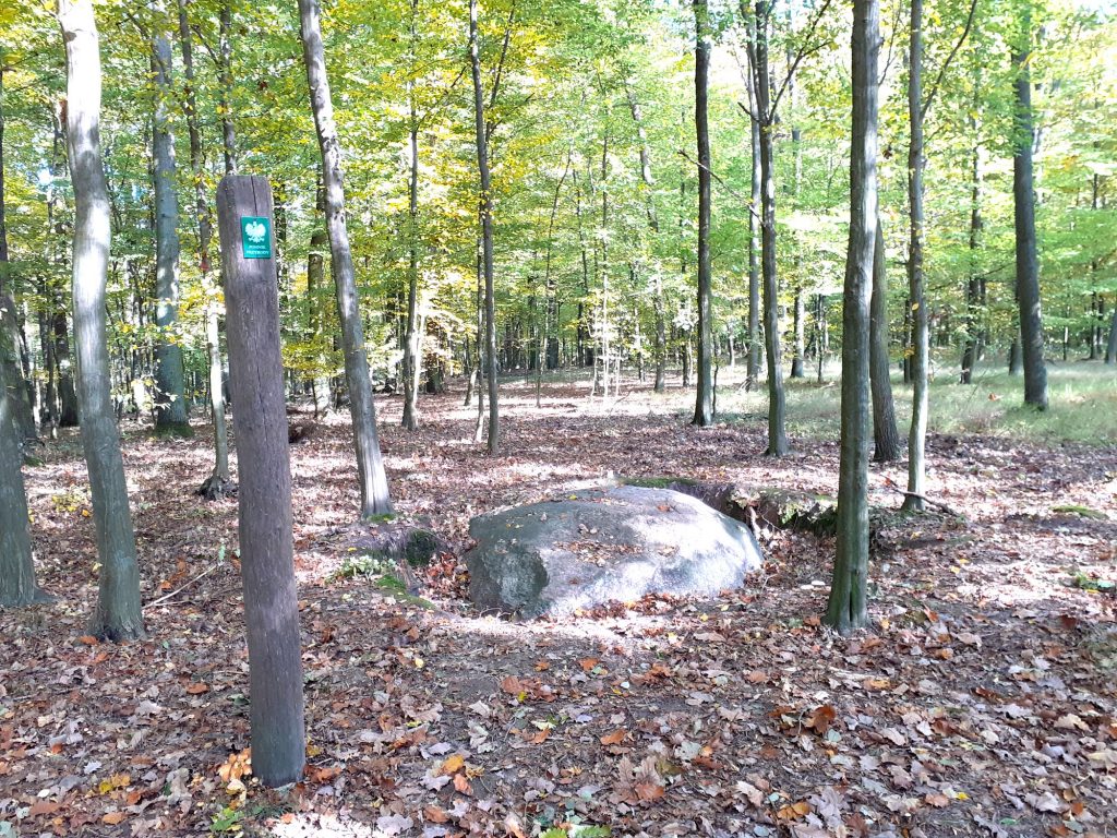 Wystający z ziemi w lesie. przed głazem stoi pal z tabliczką oznaczającą pomnik przyrody. 