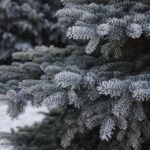 Rusza odbiór choinek bożonarodzeniowych