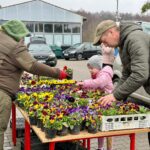 Kolorowe, wiosenne bratki trafiły do mieszkańców