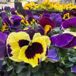 Akcja „Bratki za odzież” w niedzielę